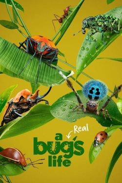 Watch A Real Bug's Life movies free hd online